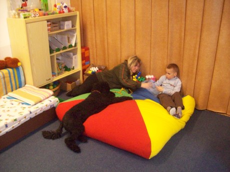 puppies labradoodle 2 127